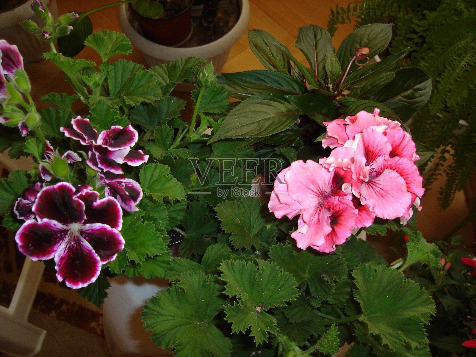 鲜艳的色彩,盛开的花朵在夏天和春天照片摄影图片