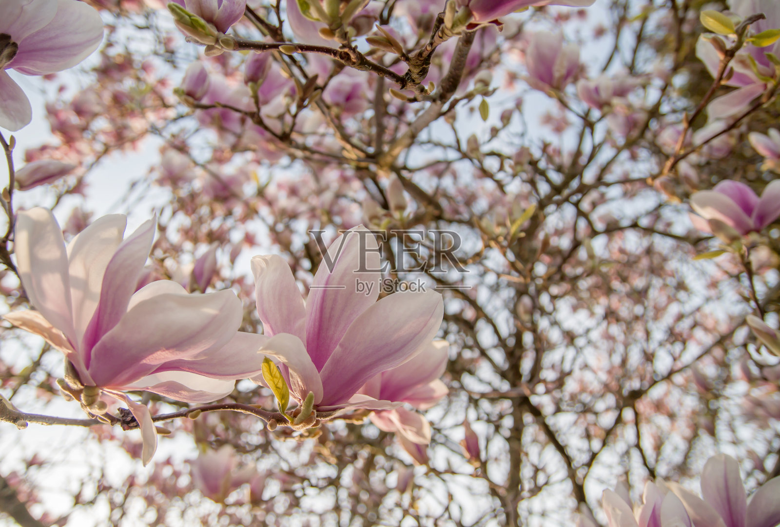 木兰开花照片摄影图片