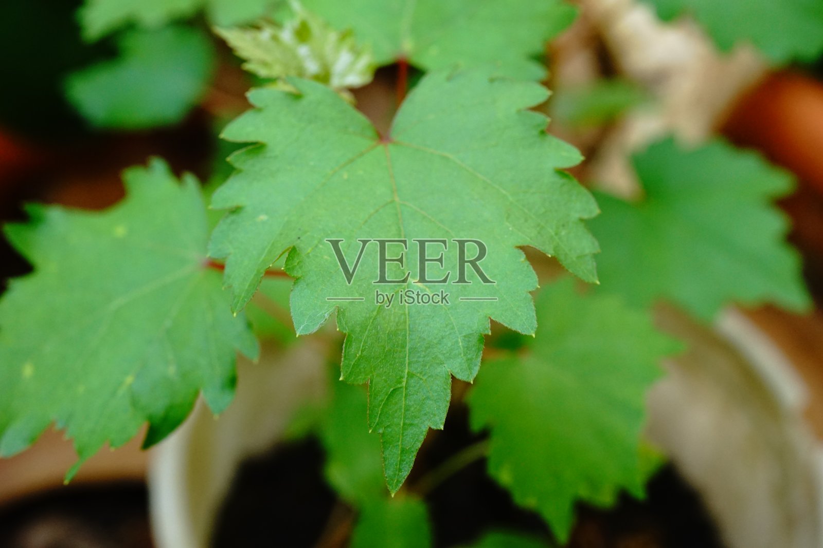 葡萄叶照片摄影图片