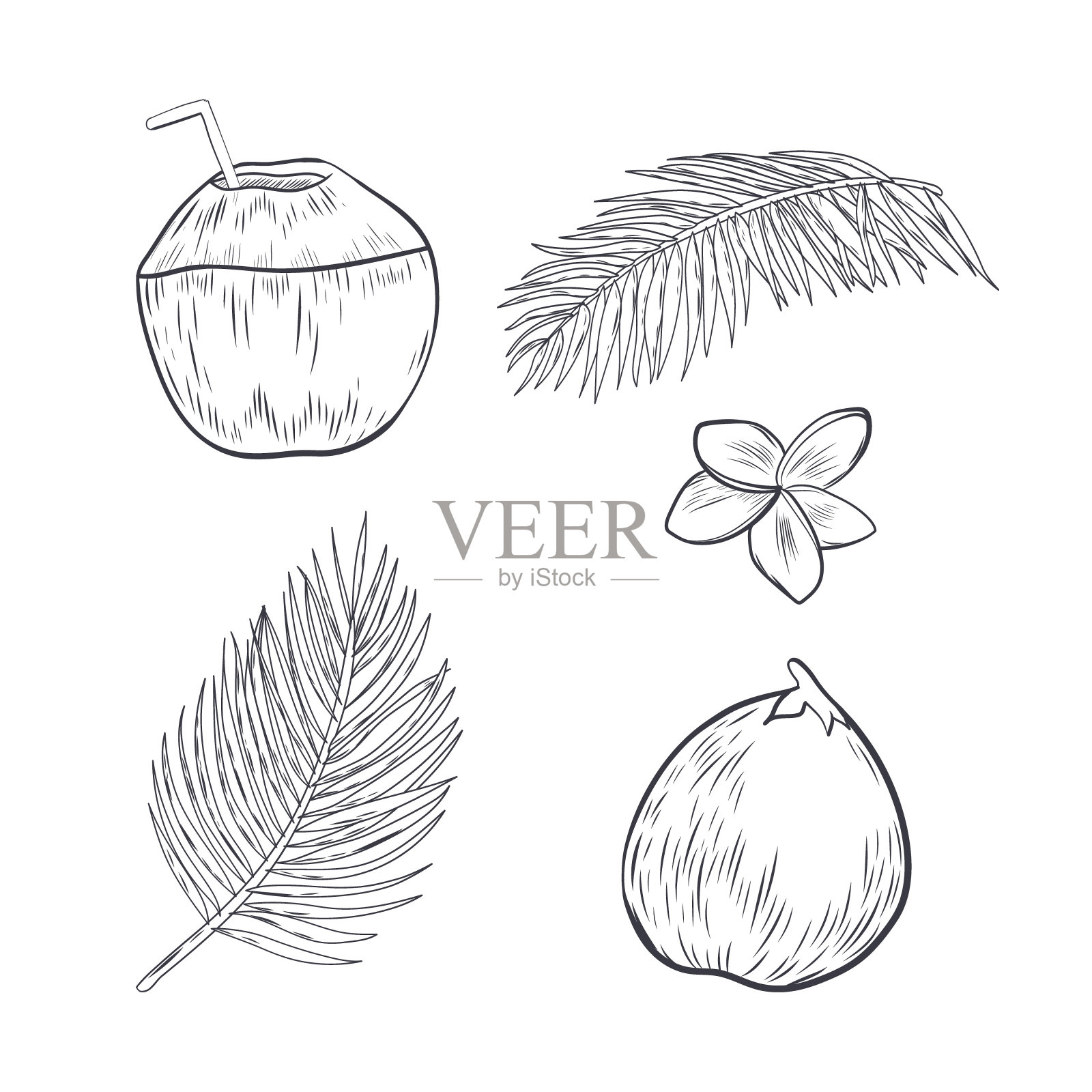 手绘椰子和热带元素。插画图片素材