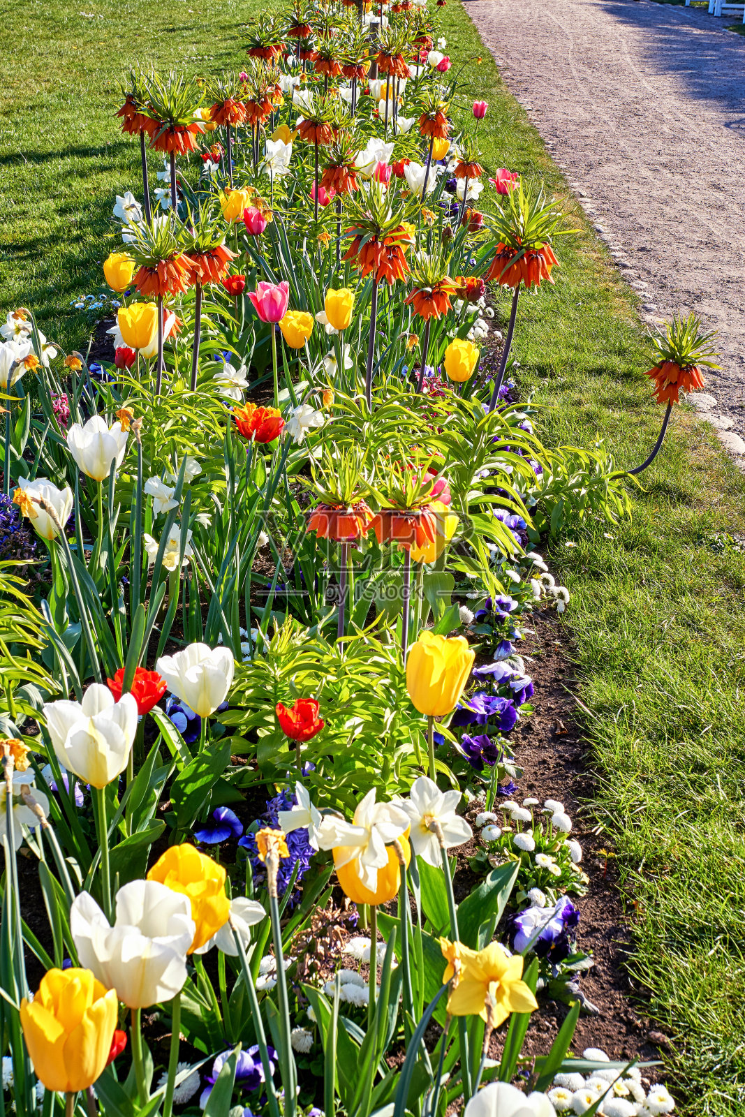 五彩缤纷的花园春床。照片摄影图片