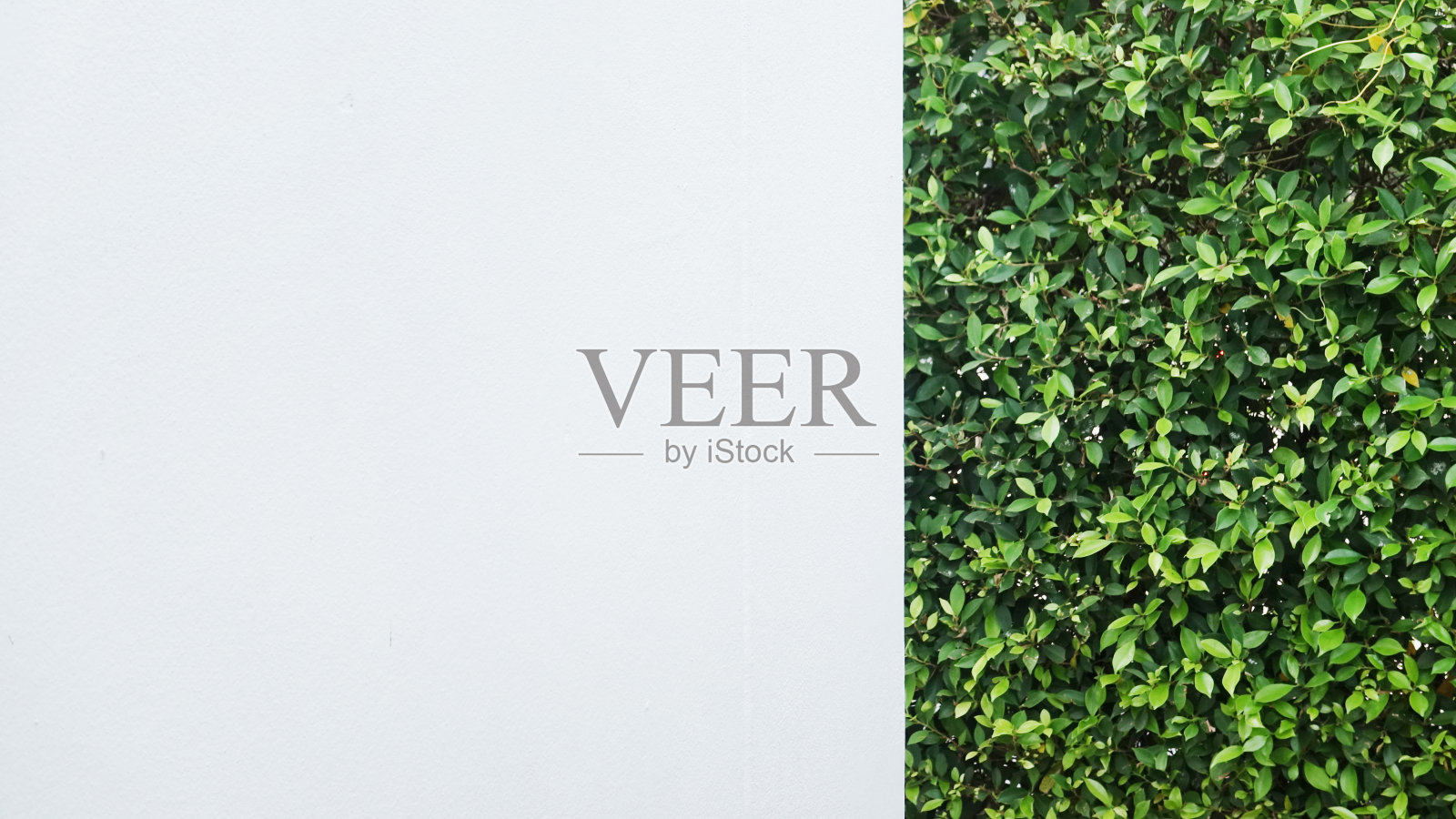 绿树墙围栏照片摄影图片