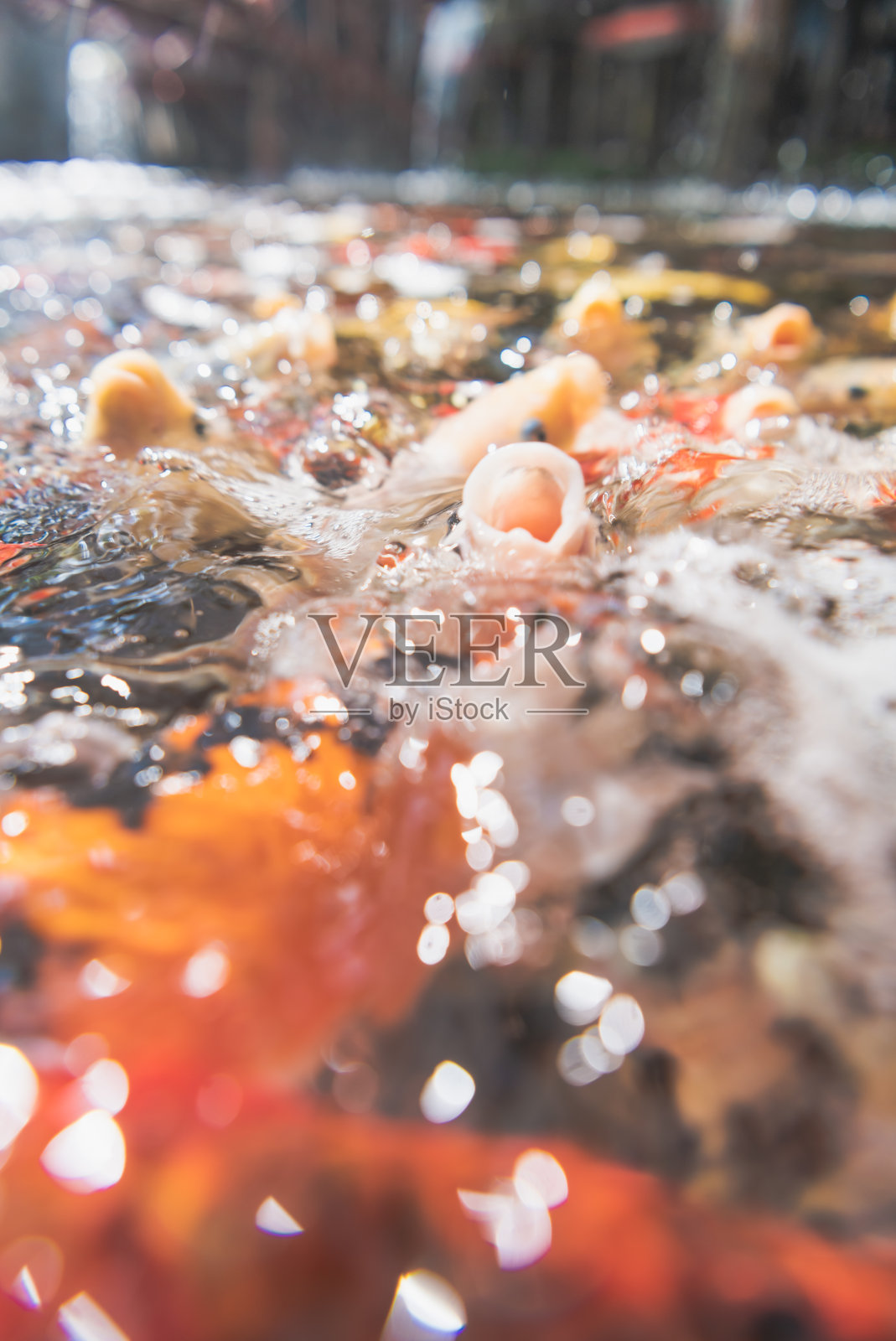 在传统的日本锦鲤池中游动的彩色鲤鱼鱼照片摄影图片