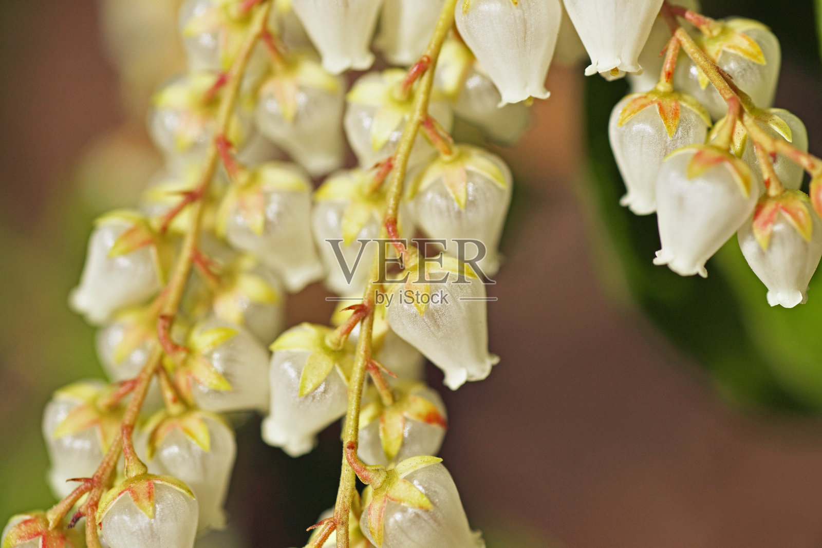 日本梫木花照片摄影图片