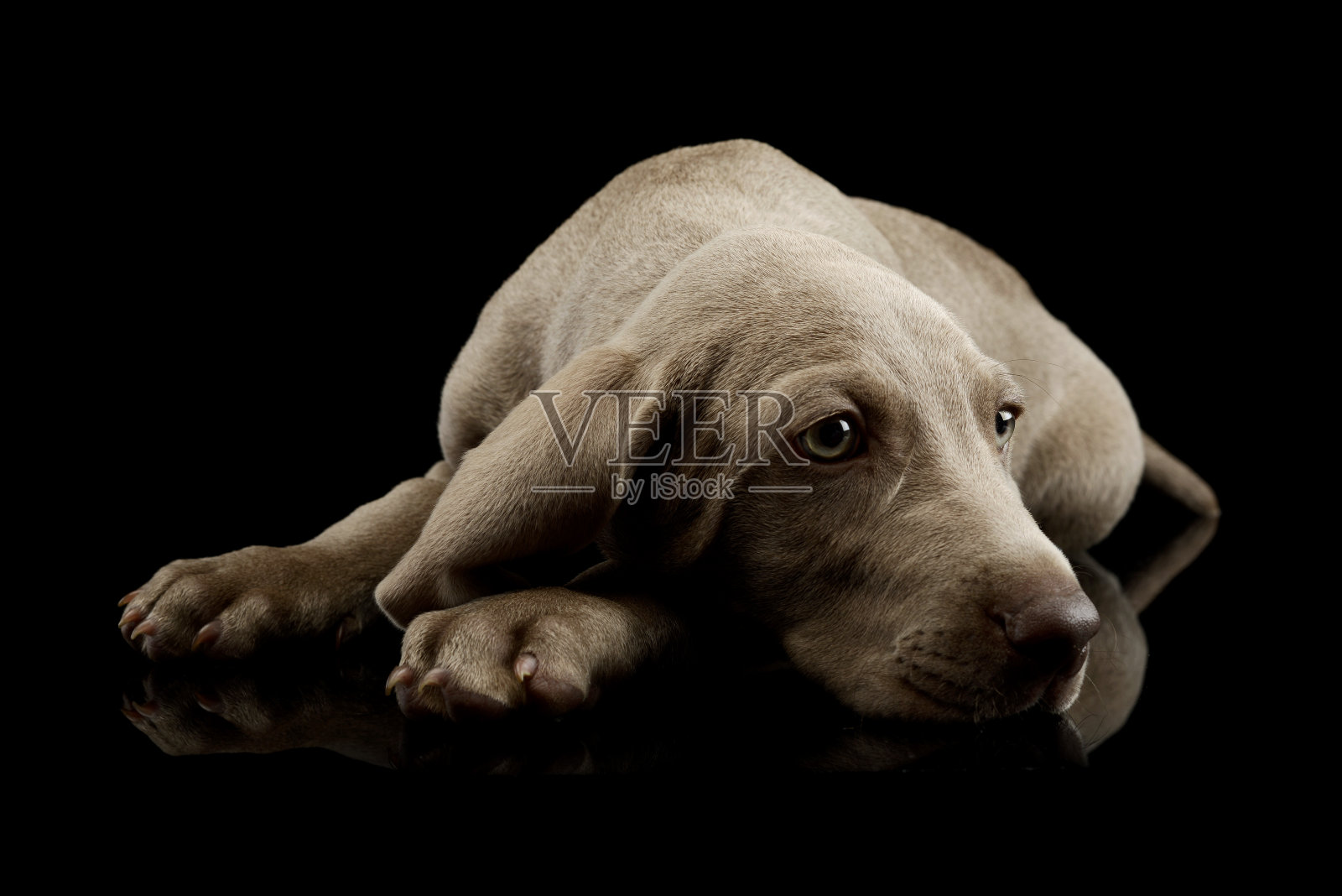 这是一只漂亮的威玛猎犬小狗照片摄影图片