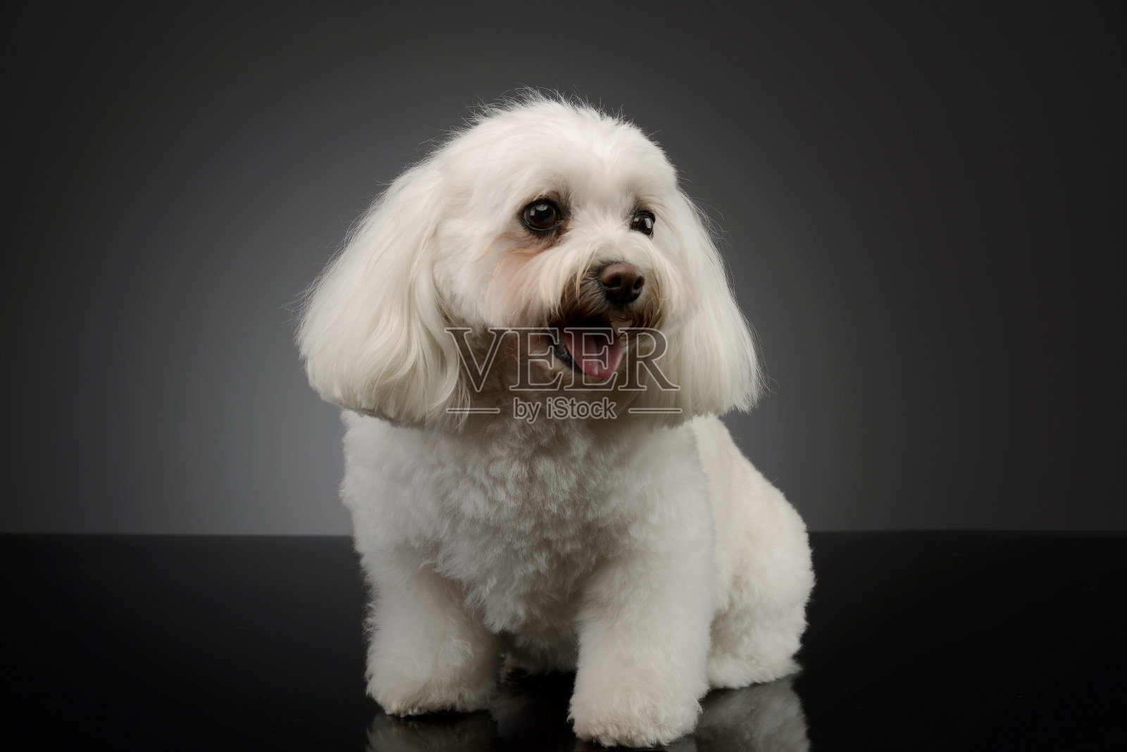 这是一只可爱的西施犬照片摄影图片