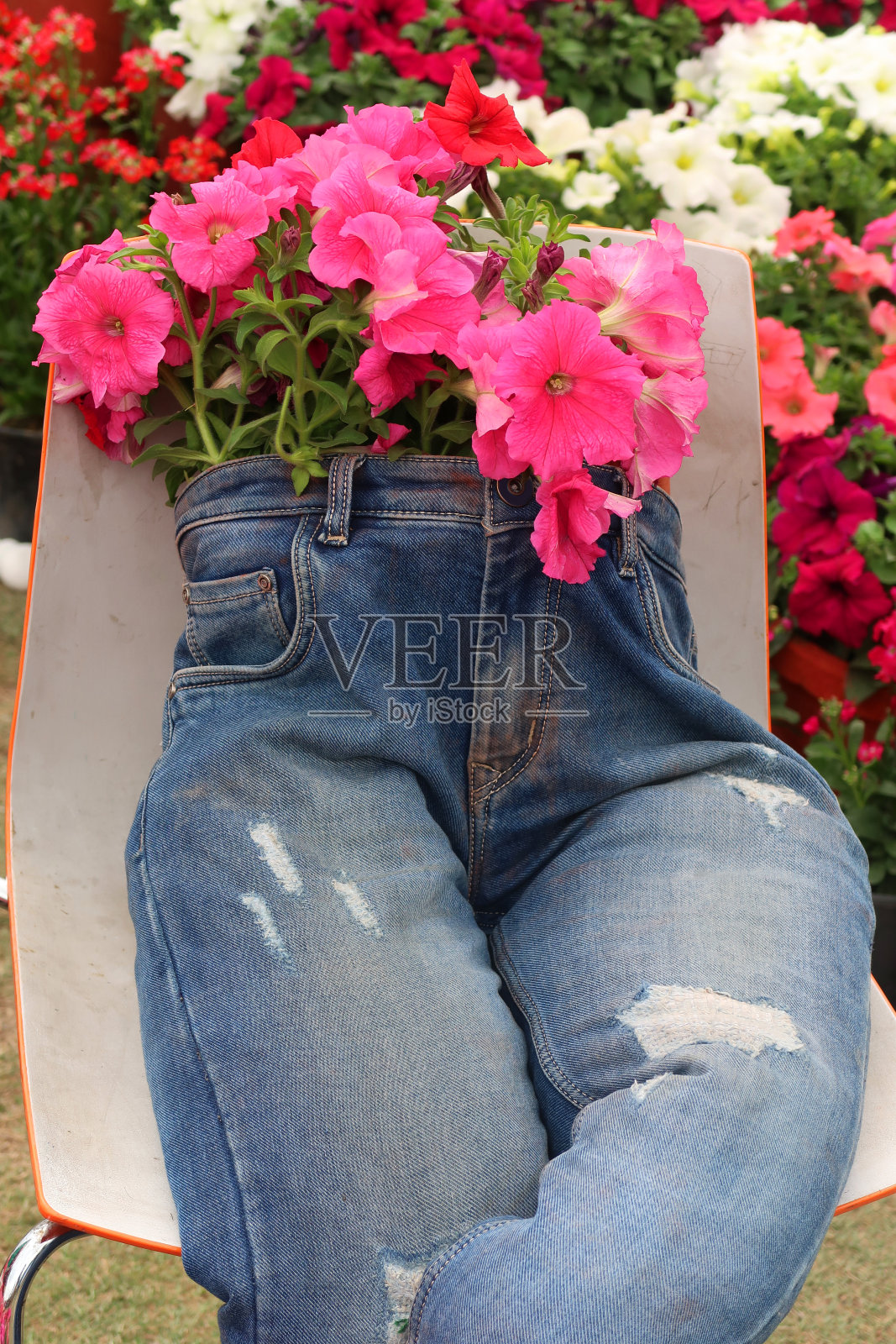 图片显示,夏天花园的椅子上种植了不同寻常的蓝色牛仔裤花容器,稻草人裤腿牛仔裤上种植了粉红色的牵牛花照片摄影图片