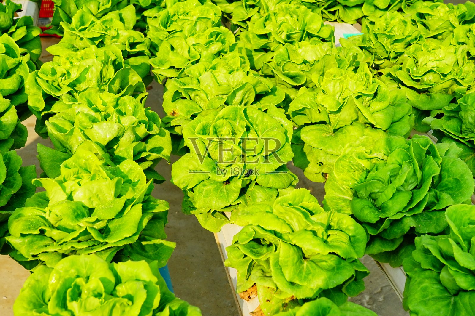 农场中绿色水培有机沙拉蔬菜照片摄影图片