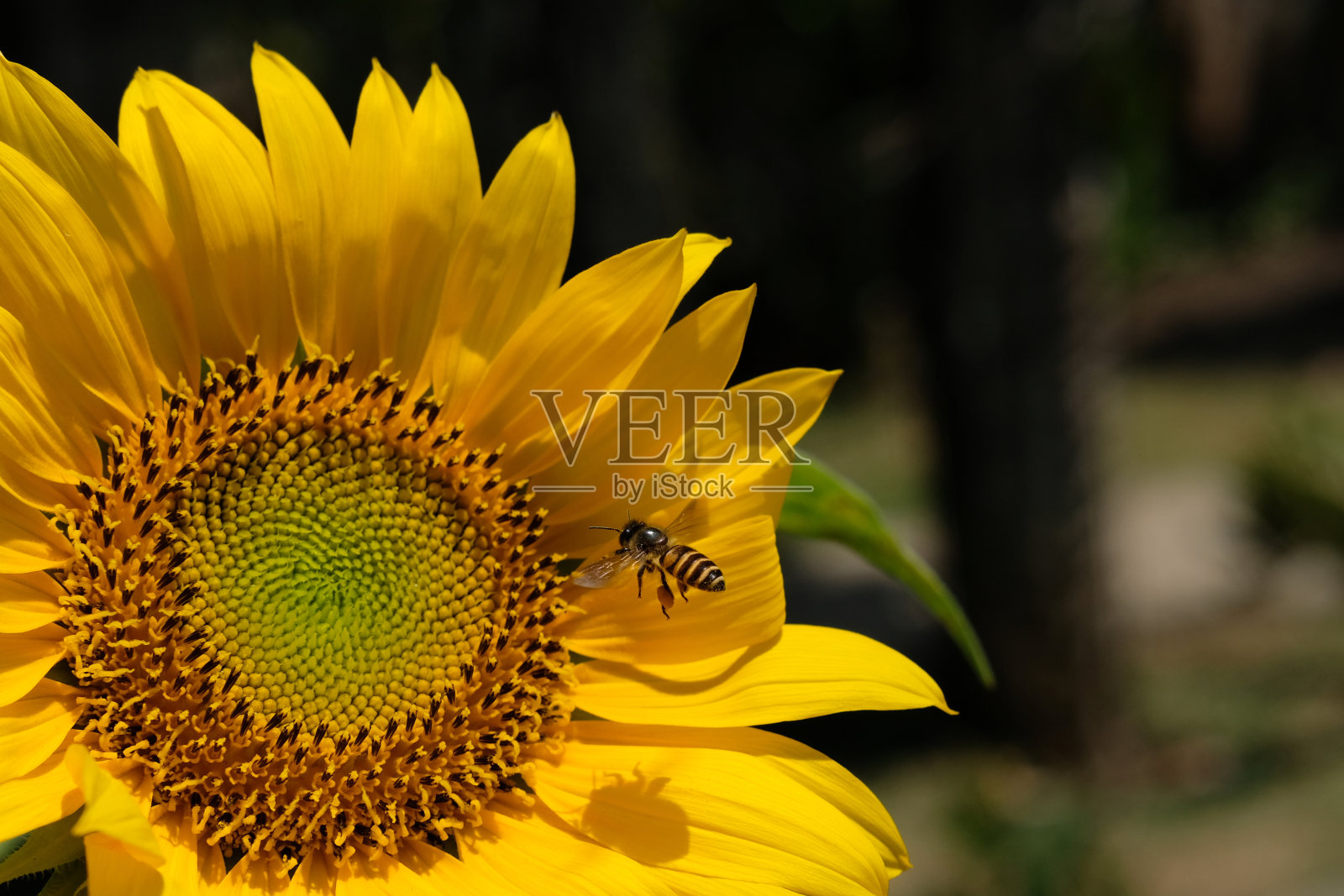 蜜蜂在早晨飞到向日葵上采集花粉照片摄影图片