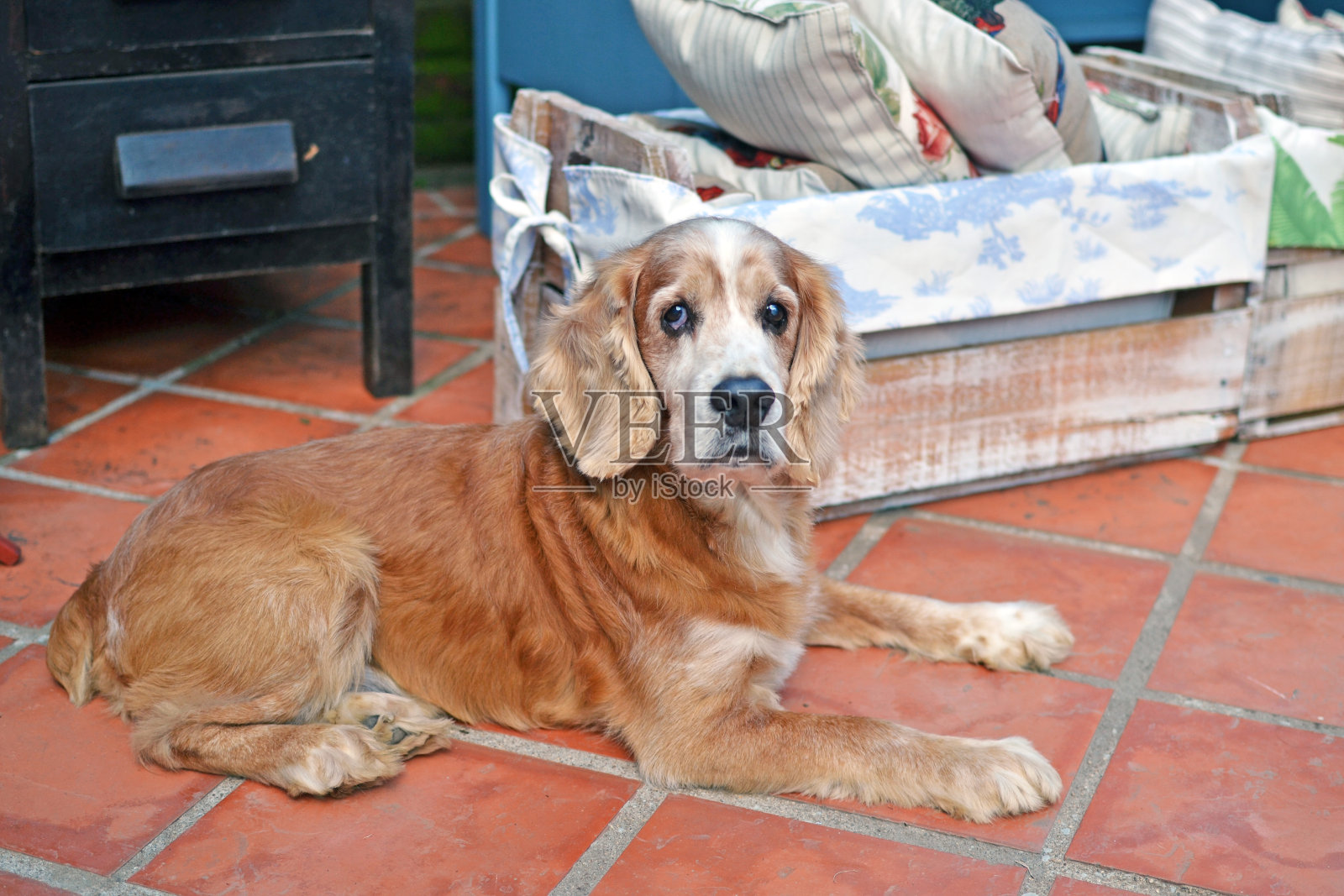 老可卡犬休息照片摄影图片