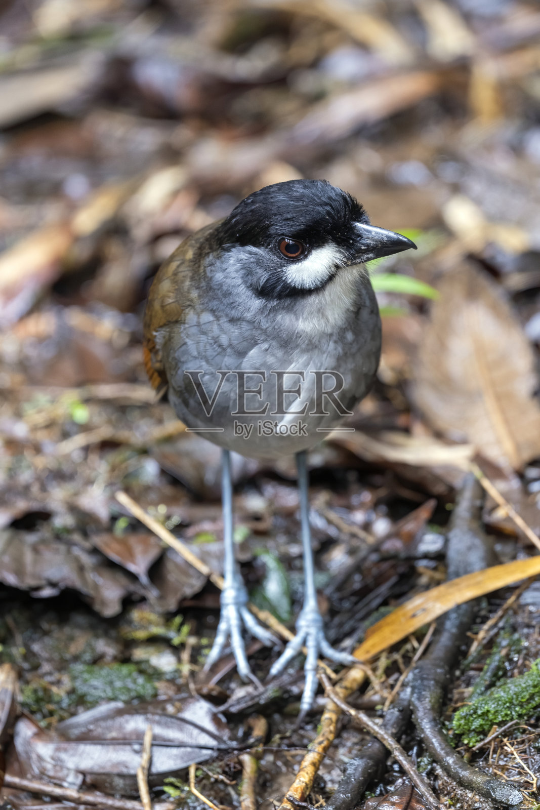 厄瓜多尔南部,乔科托科·安皮塔,朝左照片摄影图片