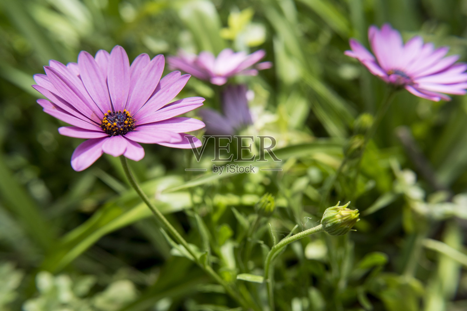 不同种类的花在春天飞行的蜜蜂照片摄影图片