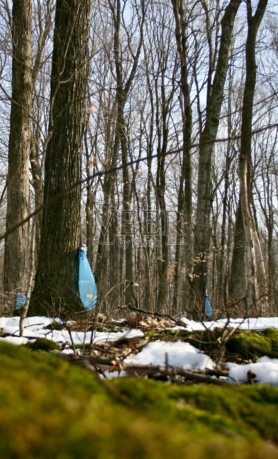 枫Sap滴照片摄影图片