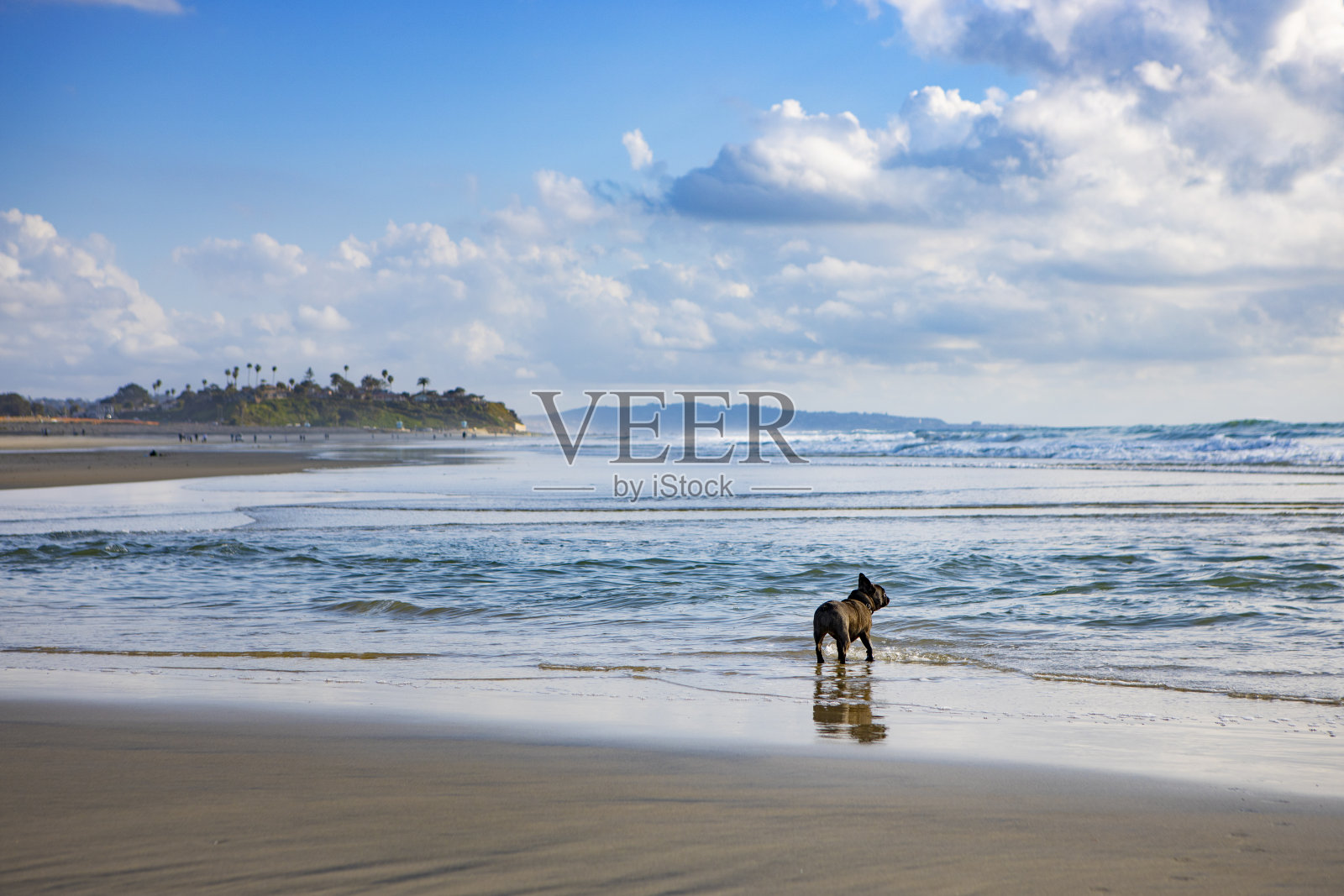 湿沙上的法国斗牛犬照片摄影图片