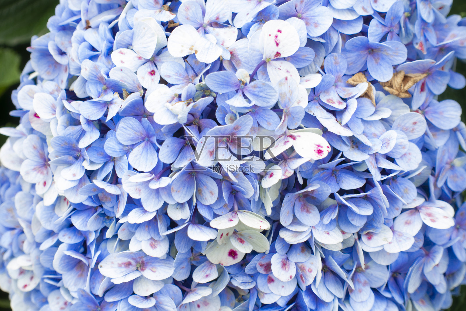 花背景与hortensia绣球花Sao Miguel,亚速尔群岛,葡萄牙照片摄影图片