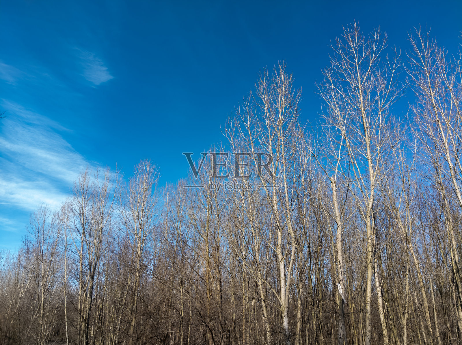 倾斜的树照片摄影图片