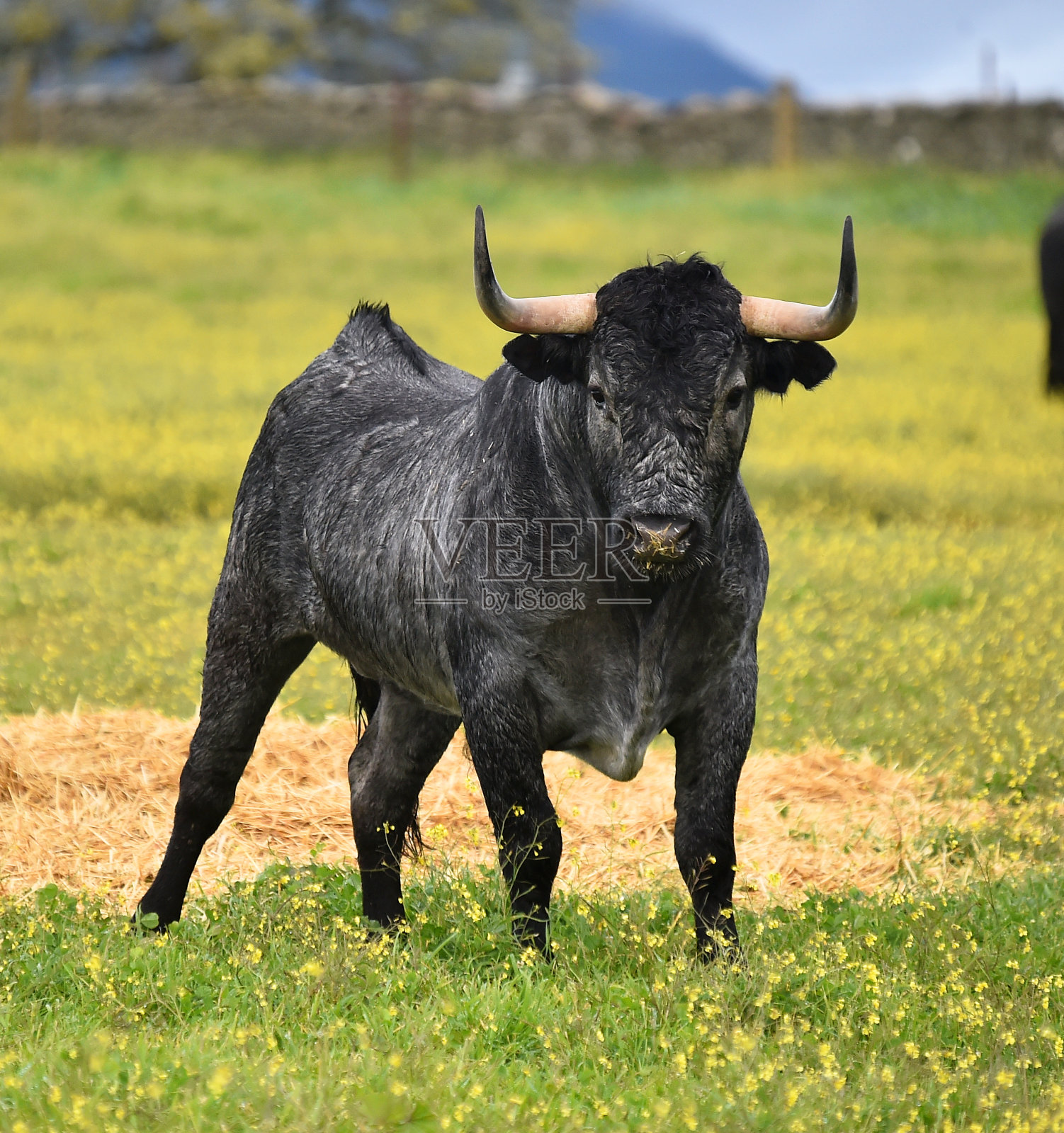 牛照片摄影图片