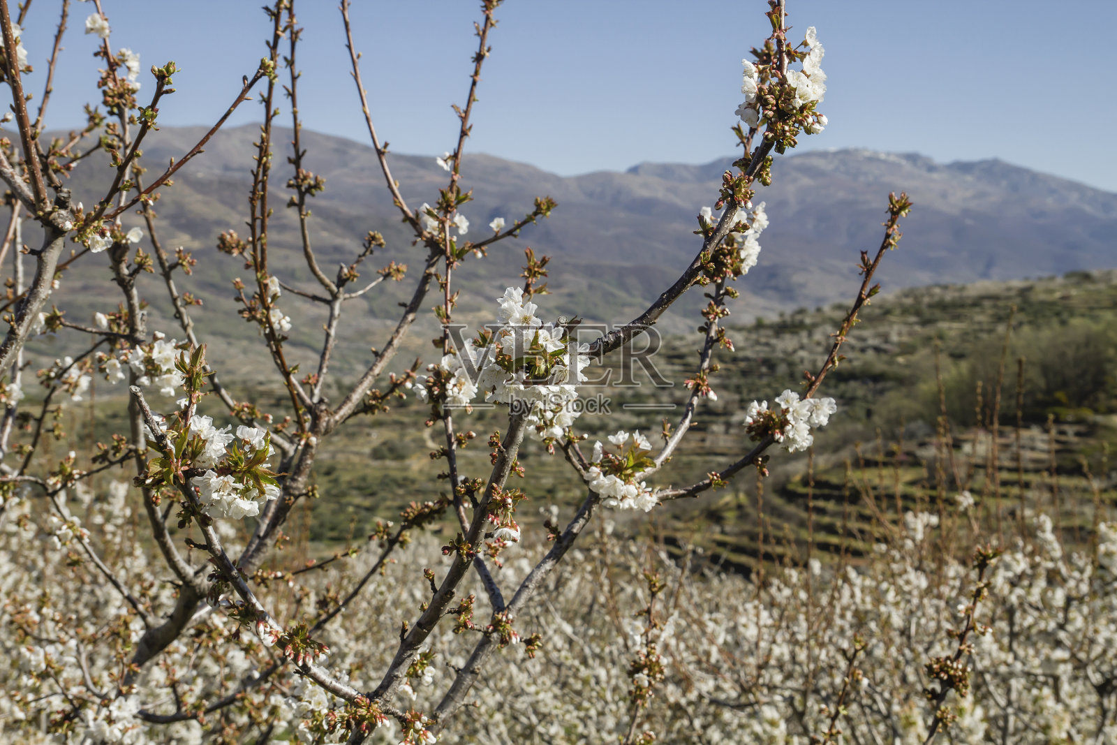 春天的樱花照片摄影图片