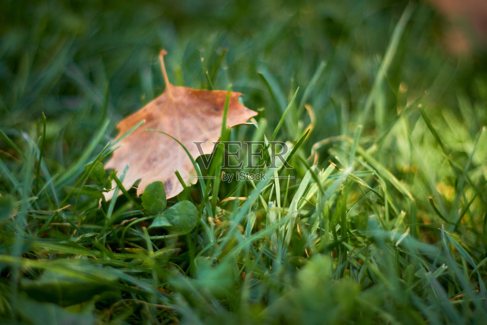 干叶照片摄影图片