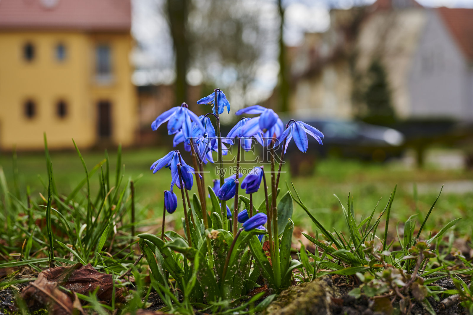路边枯叶间的一只鹅毛鸭的花朵特写。照片摄影图片