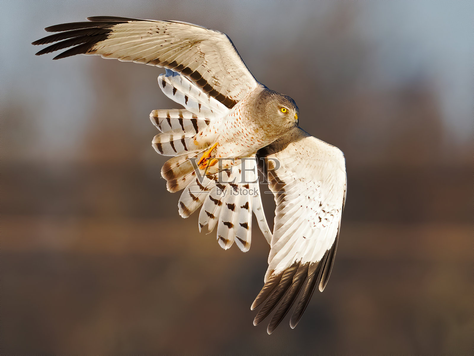 飞行中的雄性北方鹞照片摄影图片