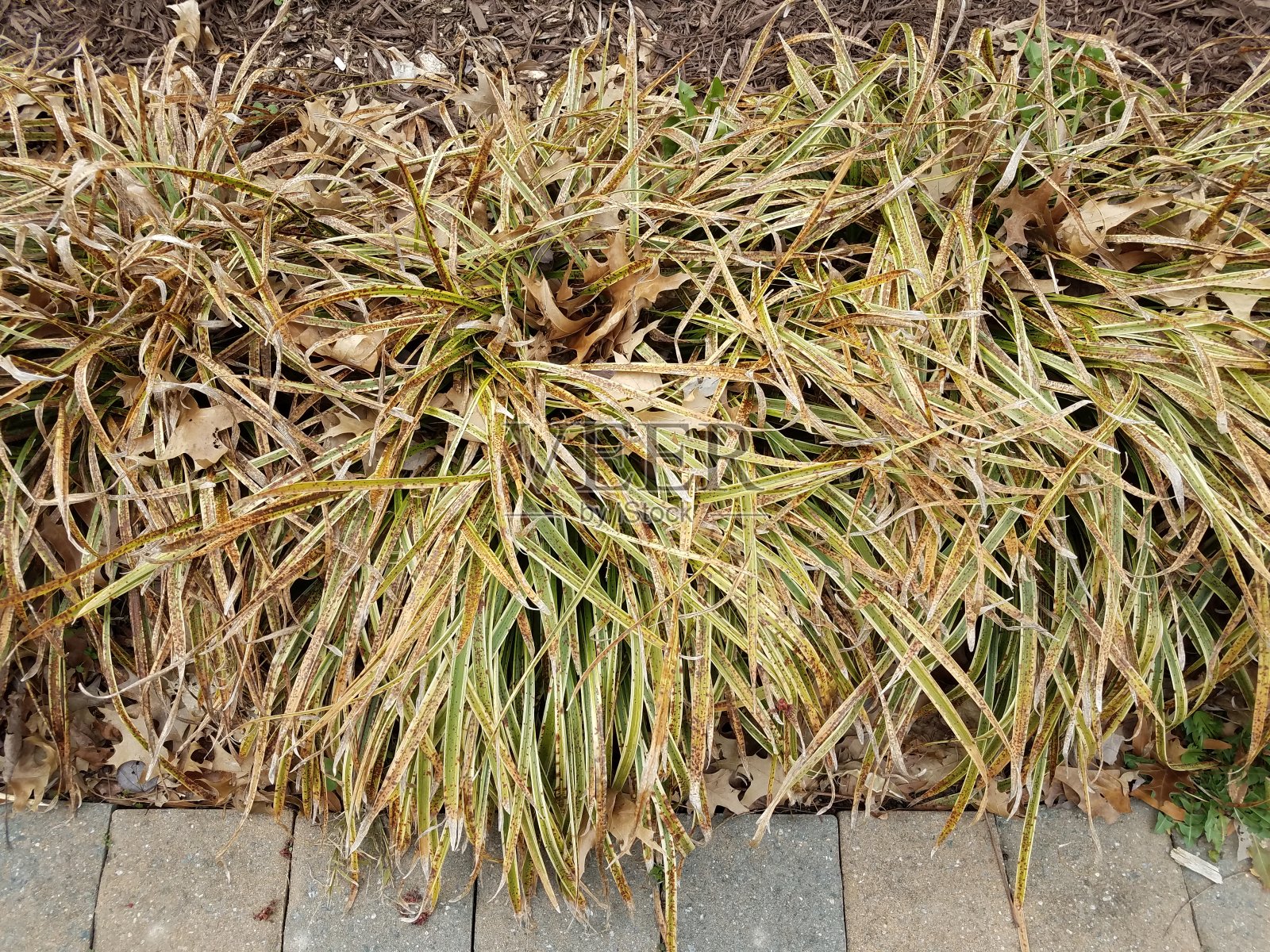 有绿色叶子和褐色小点的生病植物照片摄影图片