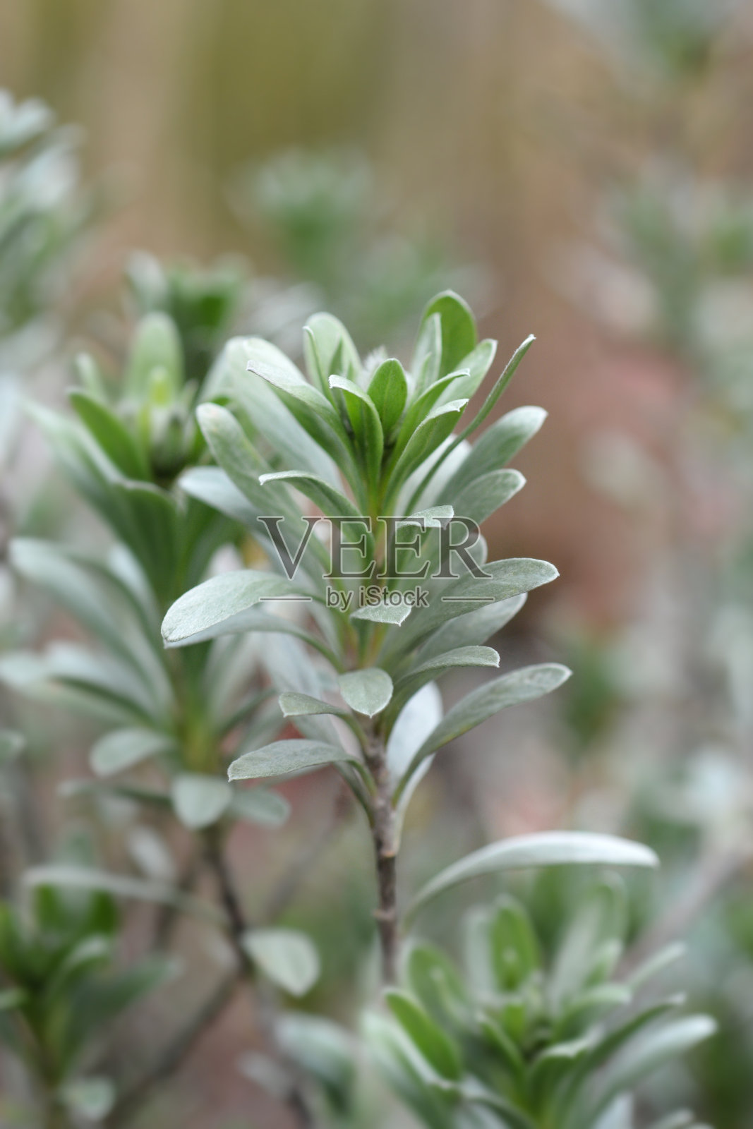 灌木的旋花类照片摄影图片