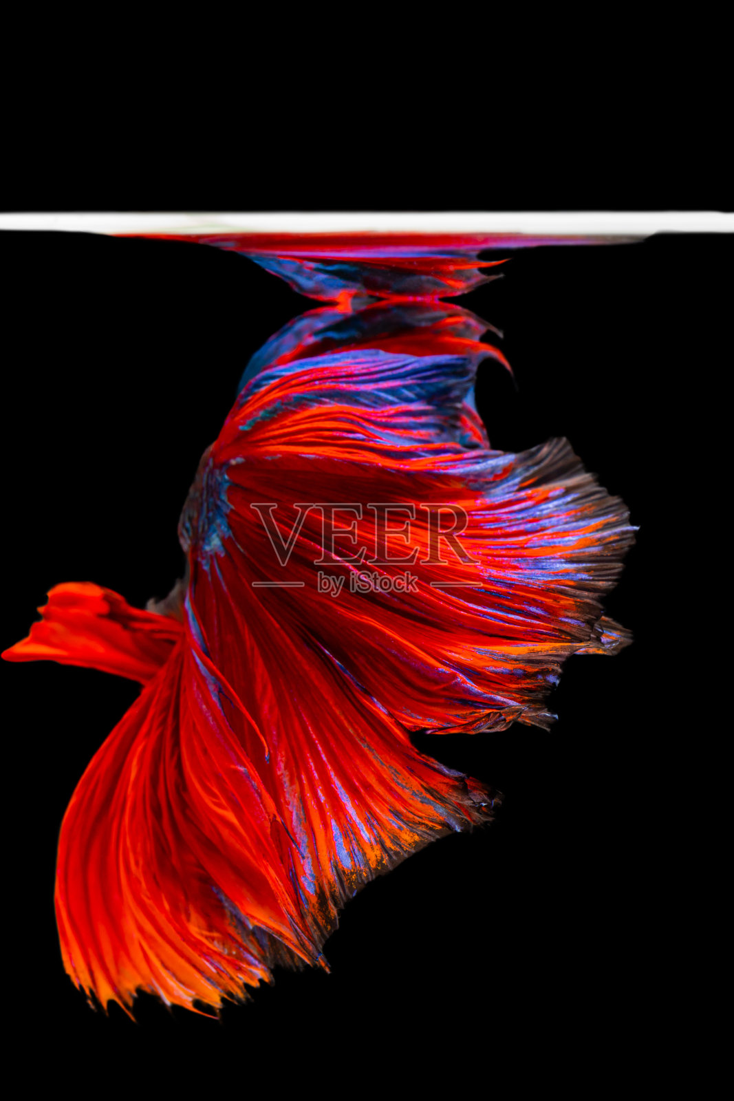 美丽的斗鱼灿烂的半月暹罗斗鱼。照片摄影图片