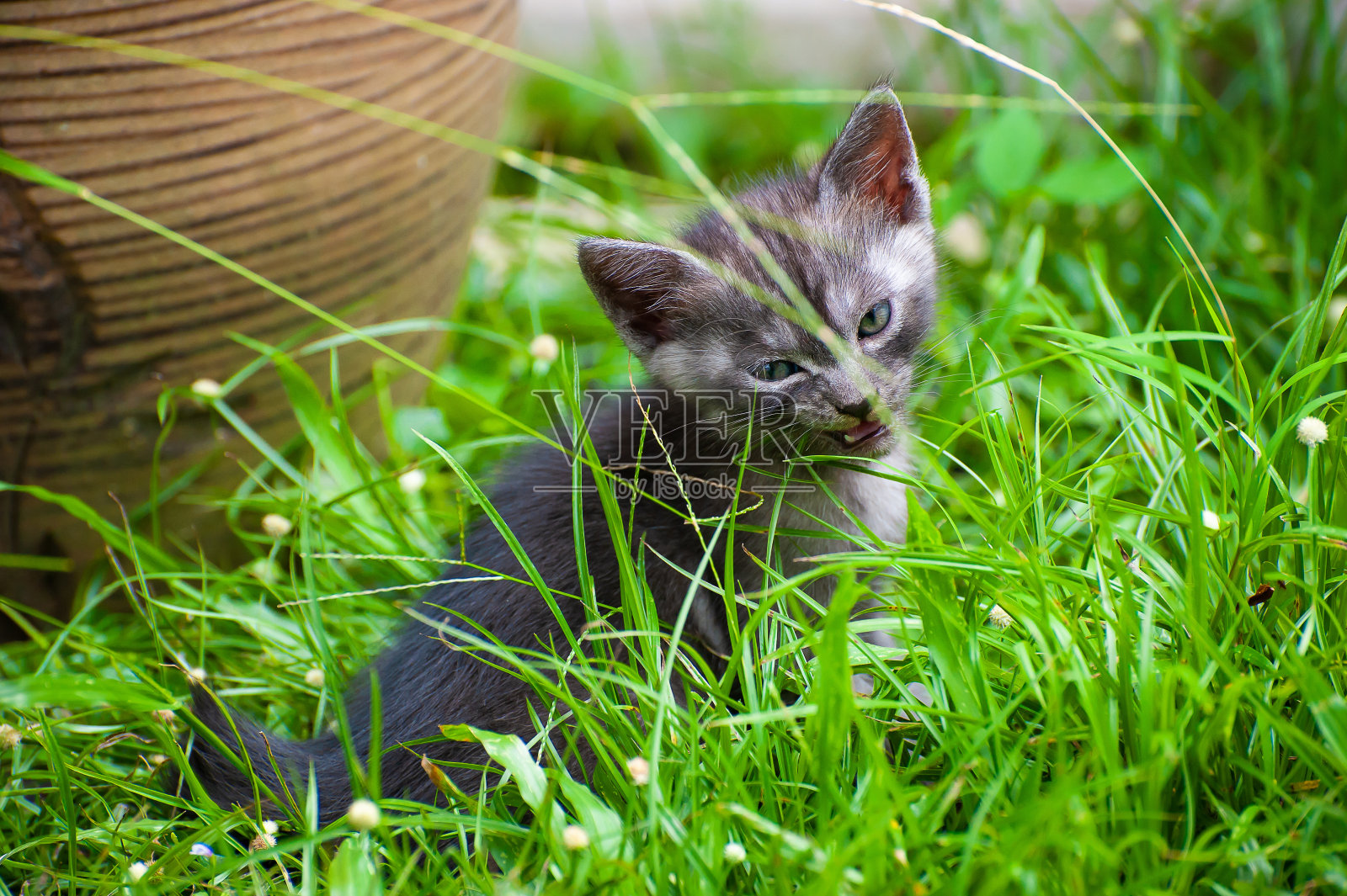 好玩的小猫在后院的花园照片摄影图片