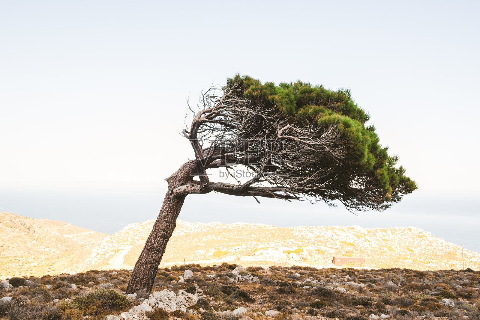 喀巴索斯的弯树照片摄影图片