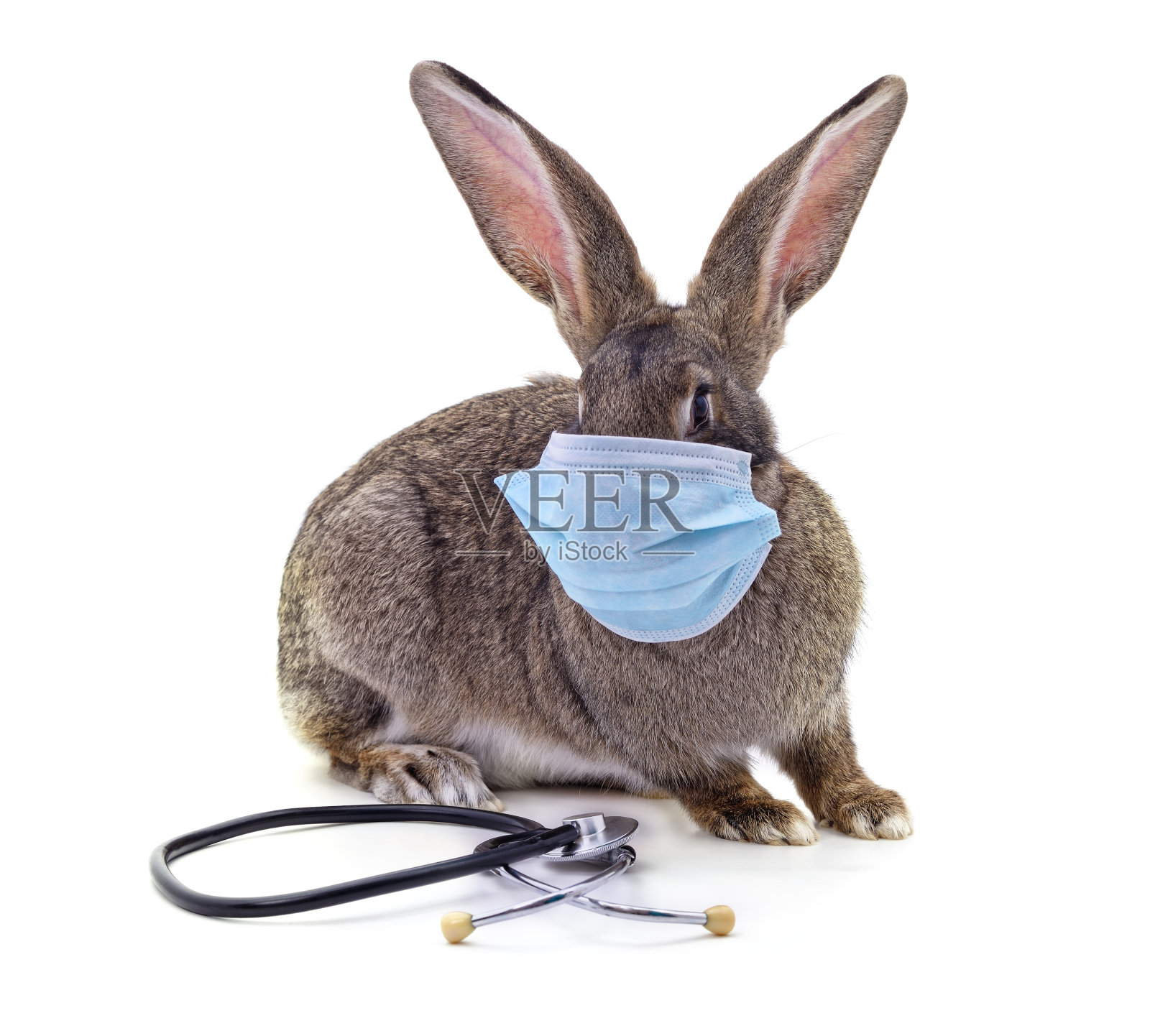 带着医用面具的兔子照片摄影图片