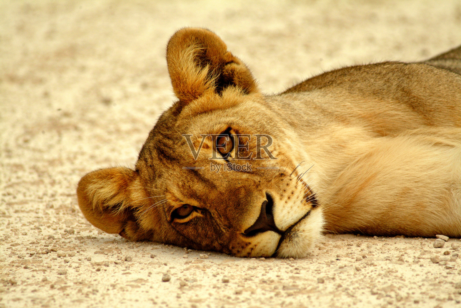 狮子的照片照片摄影图片