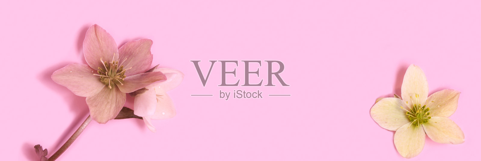 复活节嚏根草(圣诞玫瑰)孤立。在全景粉红色背景上的水平模式。美丽的贺卡。假期的概念。拷贝空间,俯视图照片摄影图片