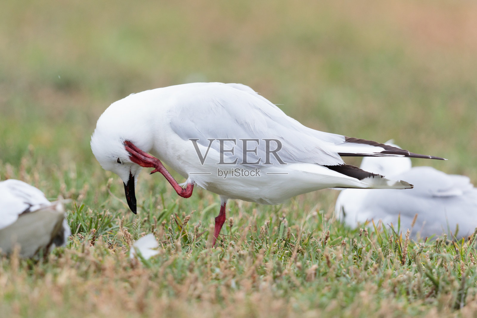 黑条鸥 - 克罗科塞帕卢斯布勒里照片摄影图片