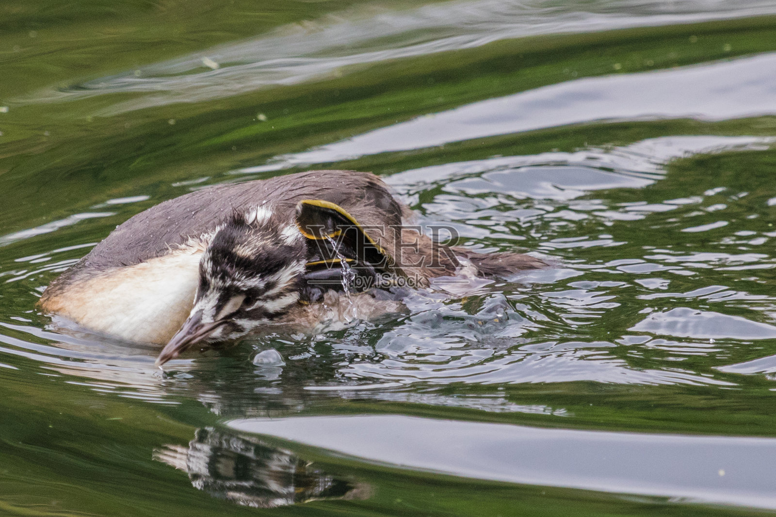 大冠毛鸊鷉- Podiceps cristatus照片摄影图片
