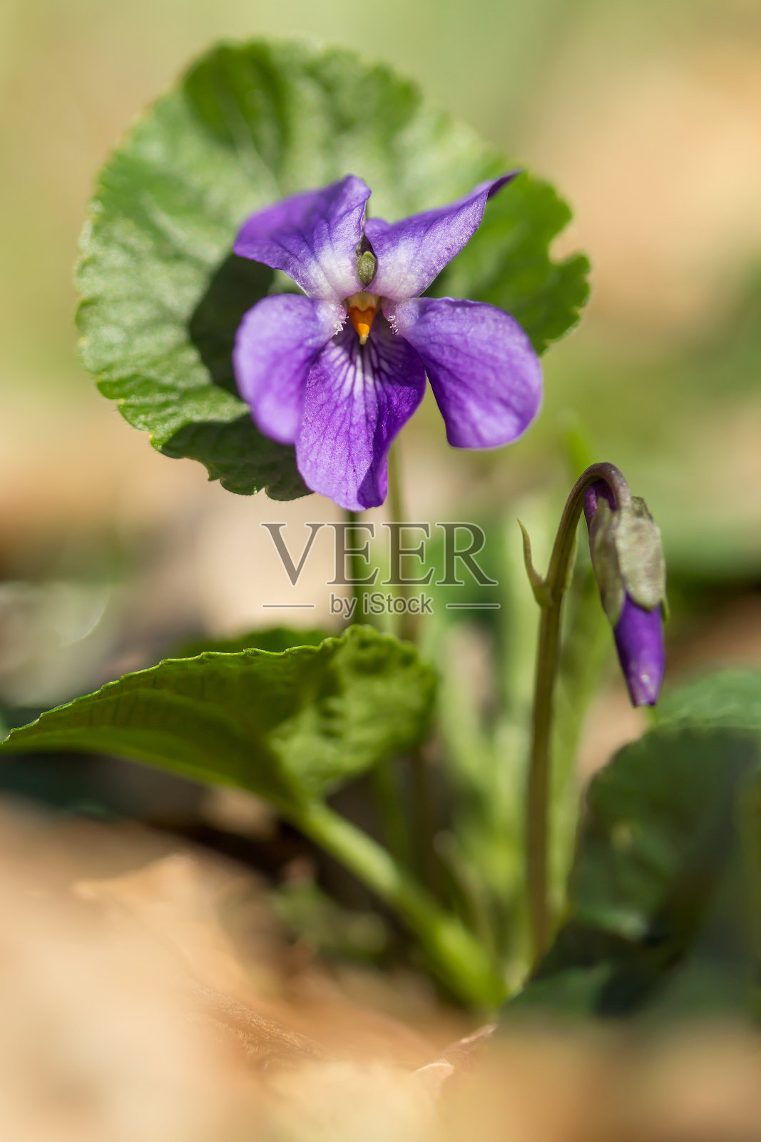 木紫罗兰(Viola odorata)或甜紫罗兰,英国紫罗兰,原产于欧洲的普通或花园紫罗兰,多年生草本植物,花芳香,心形叶子照片摄影图片