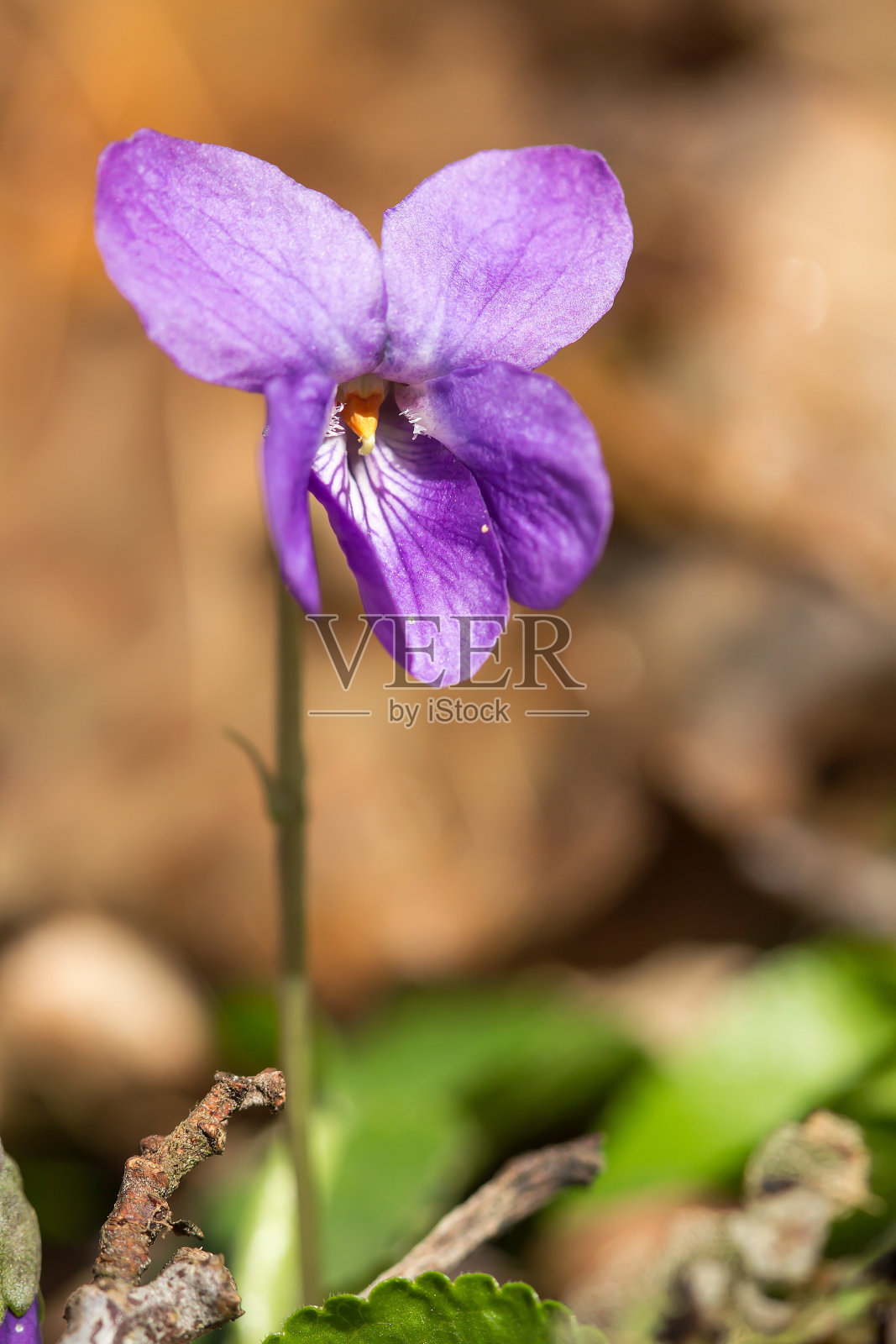 木紫罗兰(Viola odorata)或甜紫罗兰,英国紫罗兰,原产于欧洲的普通或花园紫罗兰,多年生草本植物,花芳香,心形叶子照片摄影图片