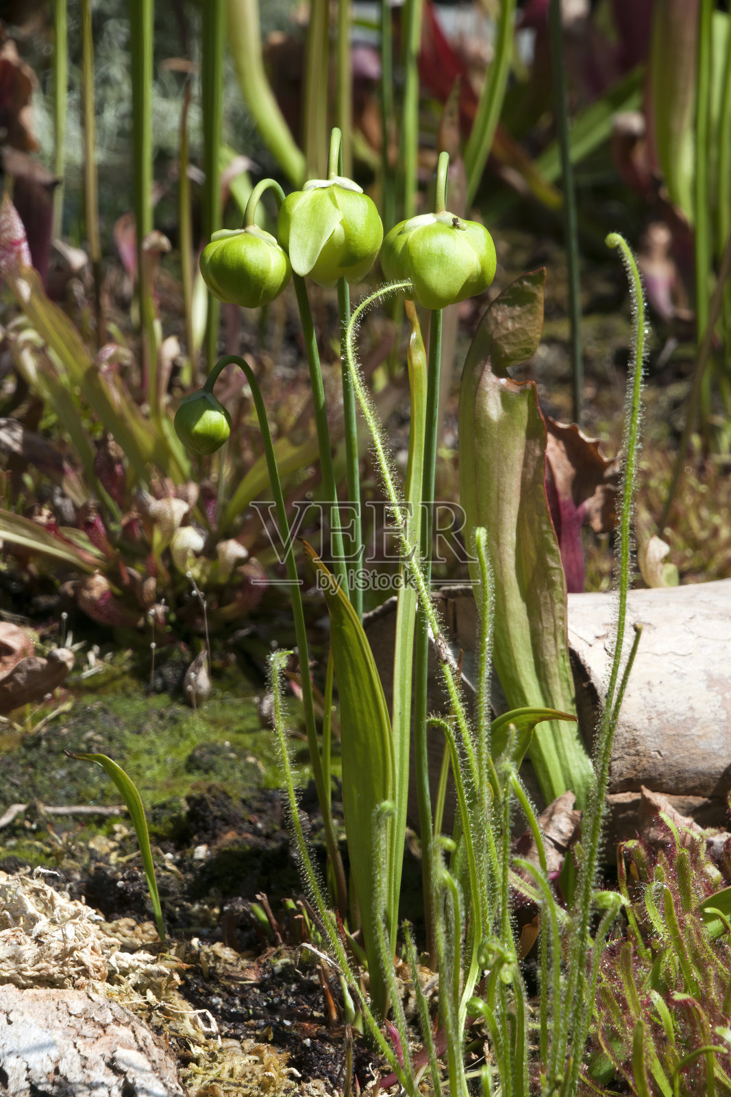 观赏喇叭猪笼草植物在早春与花即将开放照片摄影图片