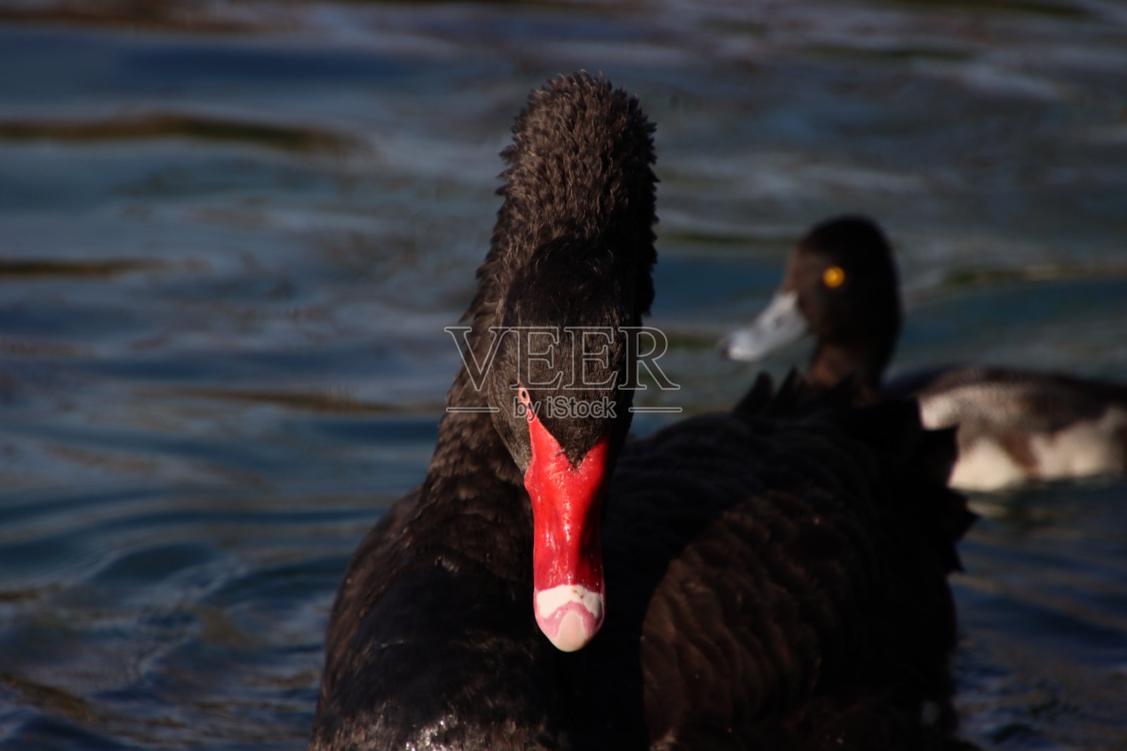 黑天鹅鸟在蓝色的倒影上游泳。照片摄影图片