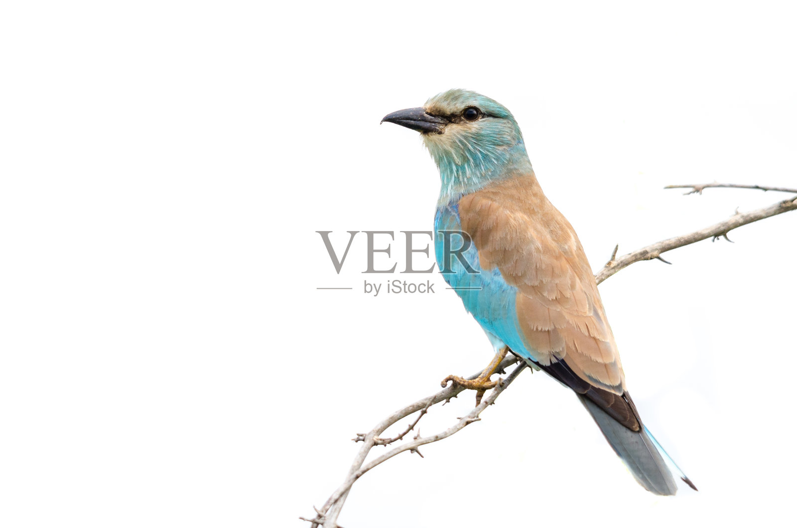 欧洲辊(Coracias garrulus),南非照片摄影图片