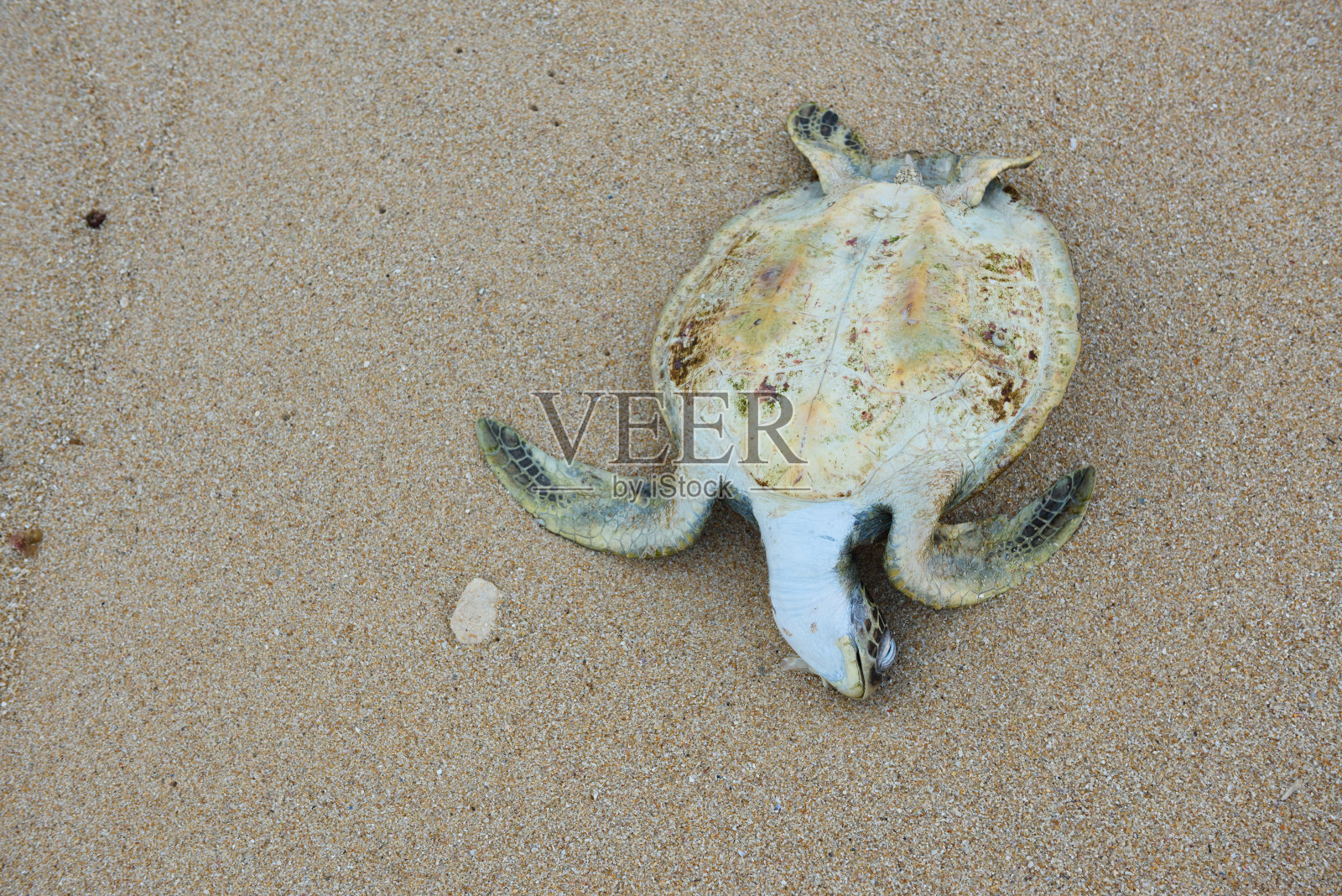 海滩上死了一只大乌龟照片摄影图片