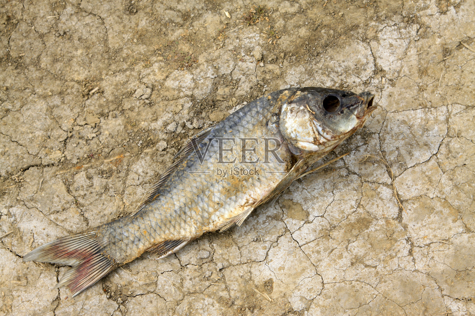 地上的死鱼,特写照片照片摄影图片