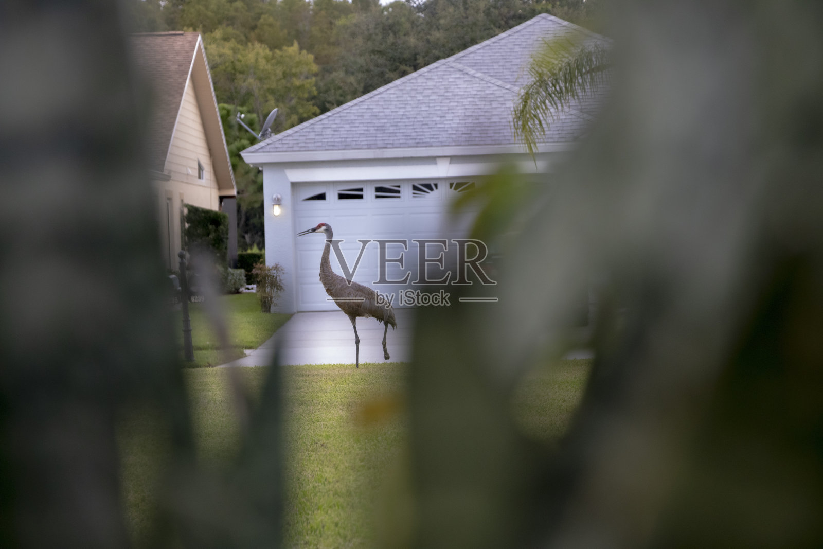 草地上受伤的沙丘鹤照片摄影图片