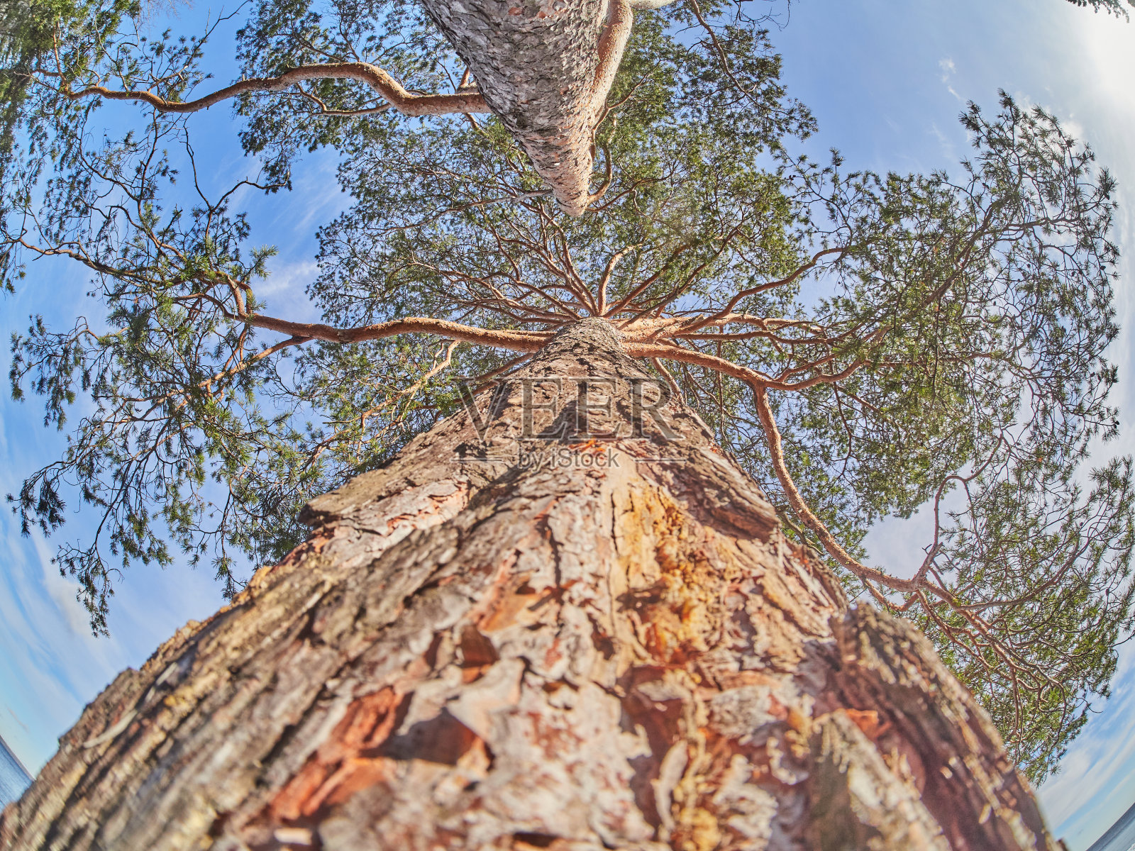 森林中云杉的树枝照片摄影图片