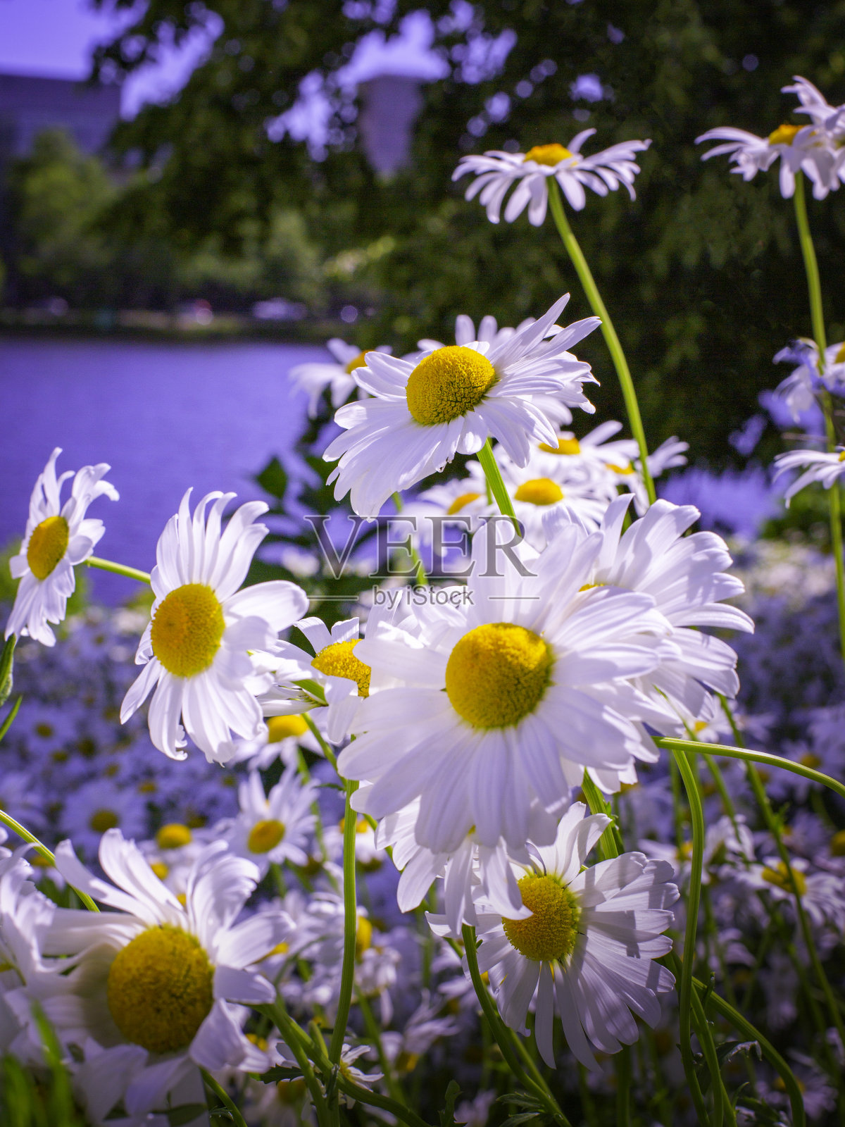 亮白色的雏菊在河岸上-近距离的照片照片摄影图片