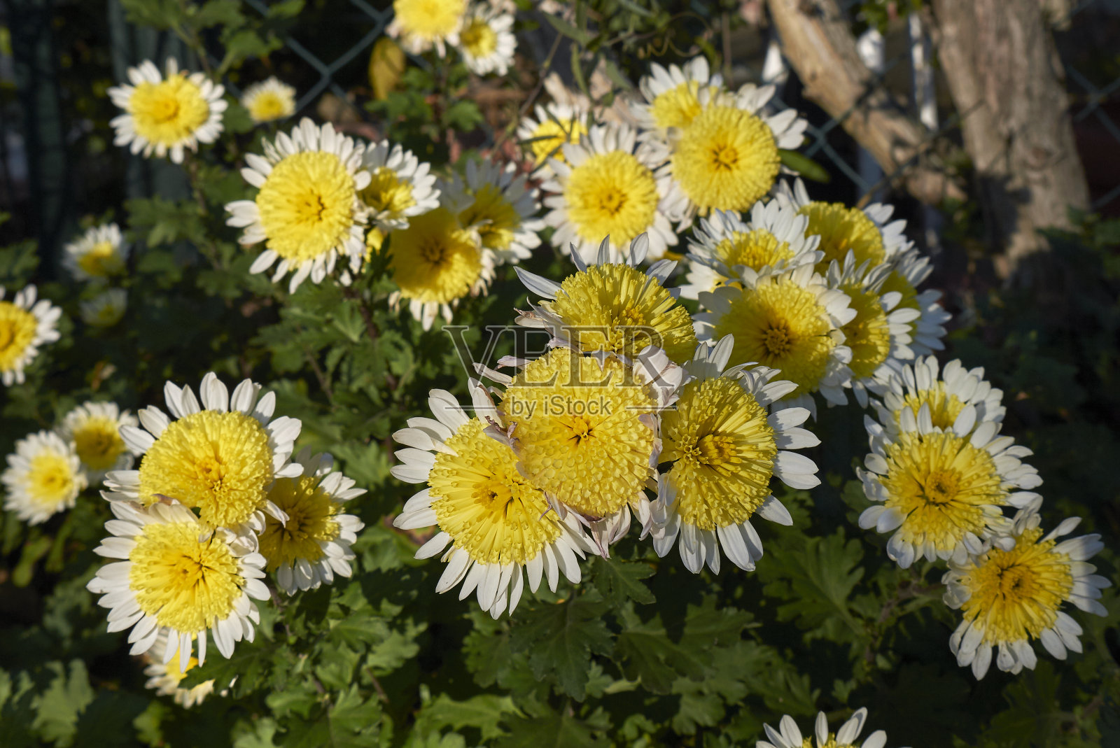 菊花照片摄影图片