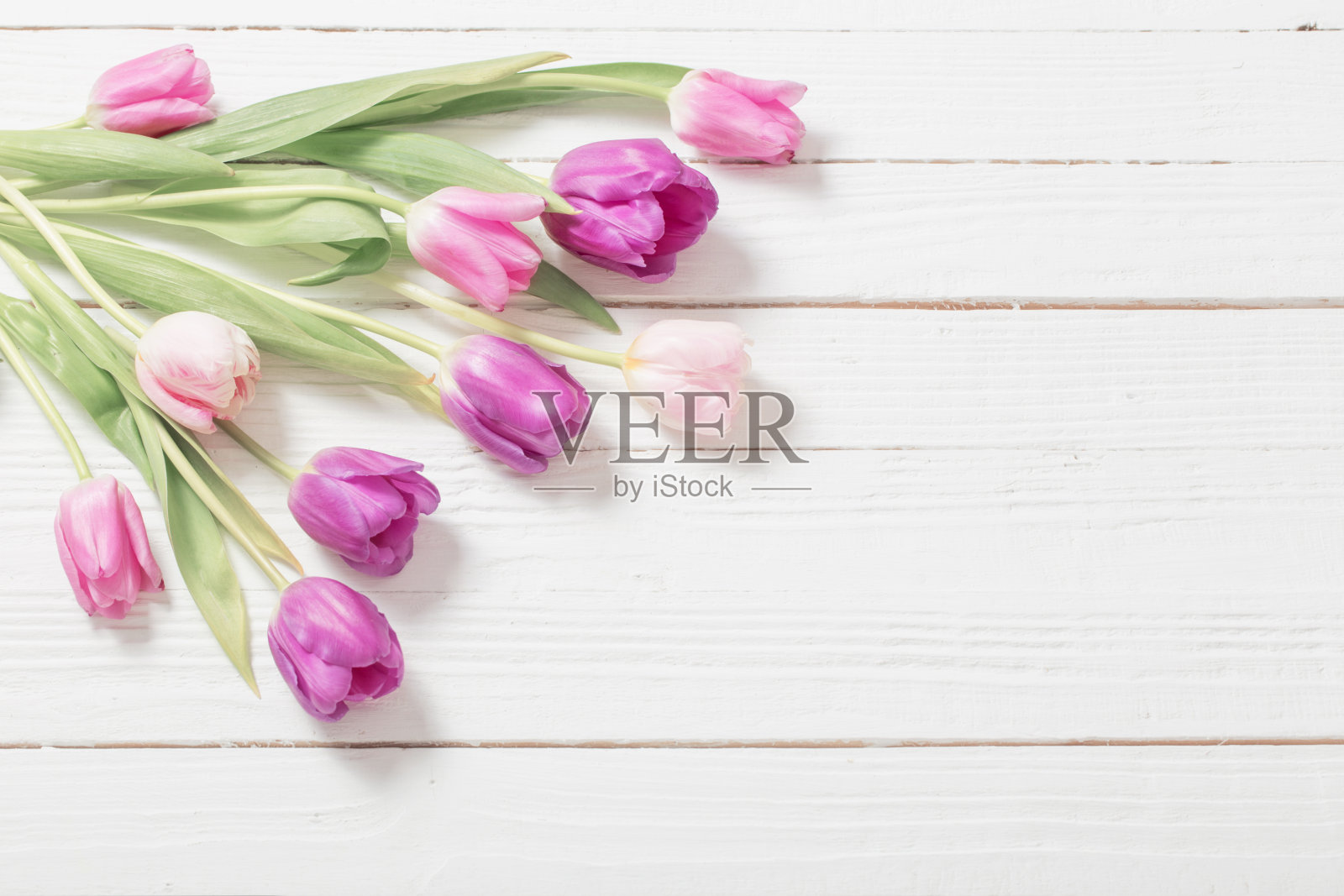 白色木质背景上美丽的郁金香照片摄影图片
