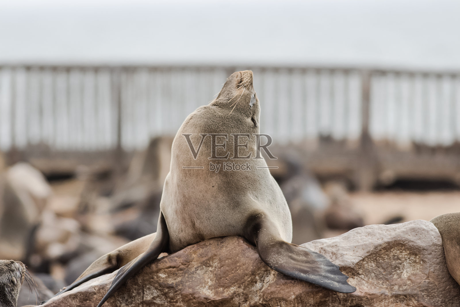 站在岩石上摆姿势的海豹照片摄影图片