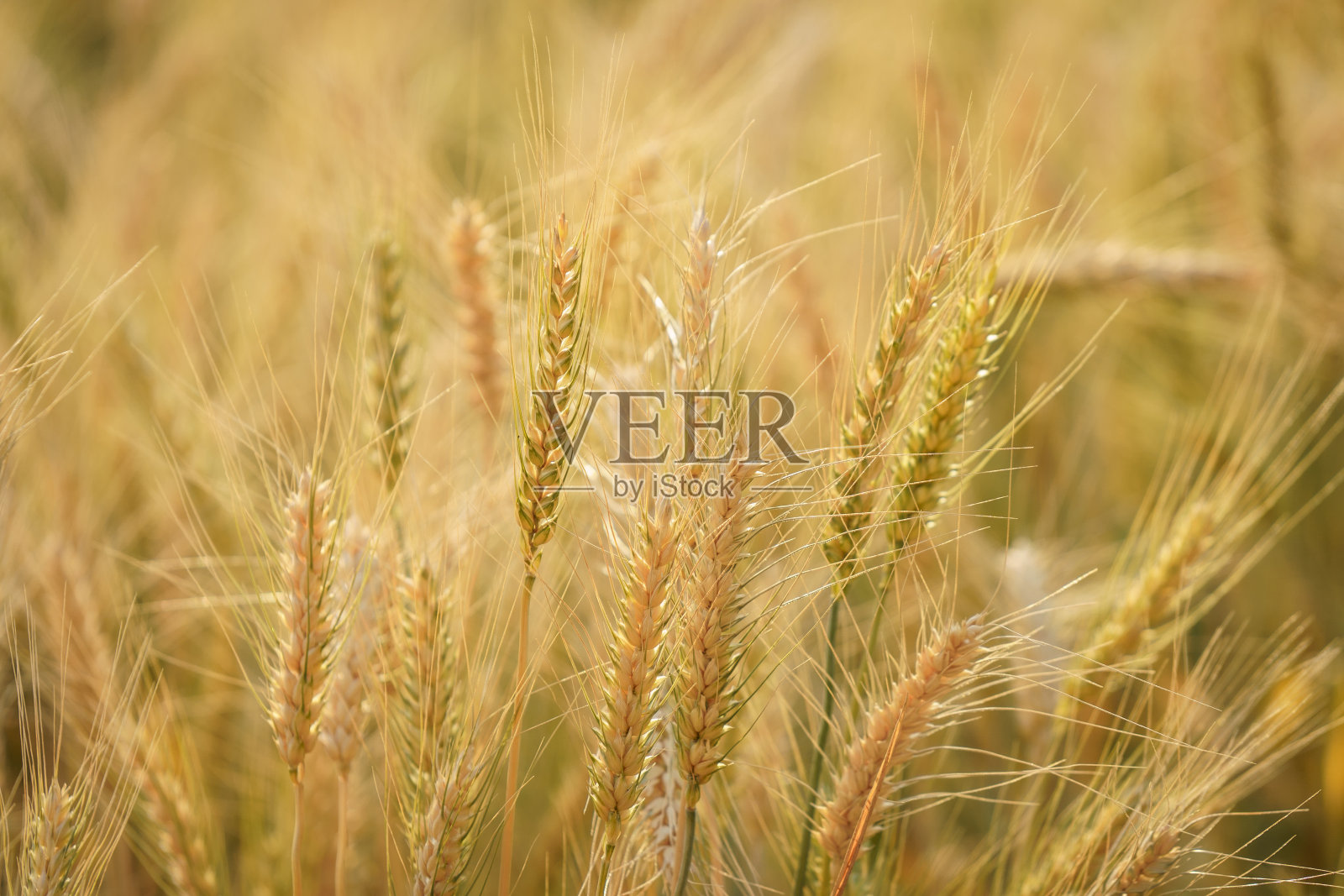 农场里准备收割的金色谷物。照片摄影图片