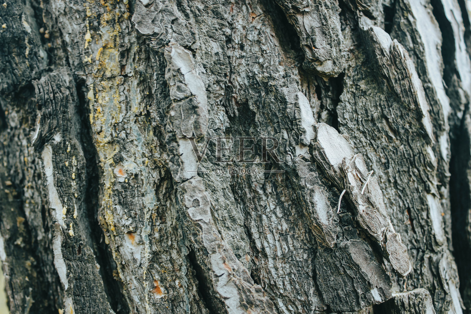 灰色的树皮照片摄影图片